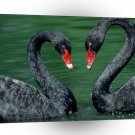 Valentines Day Love Birds Black Swans A1 Xlarge Canvas
