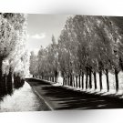 Vintage Mix Lombardy Poplars New York Near Geneva A1 Xlarge Canvas
