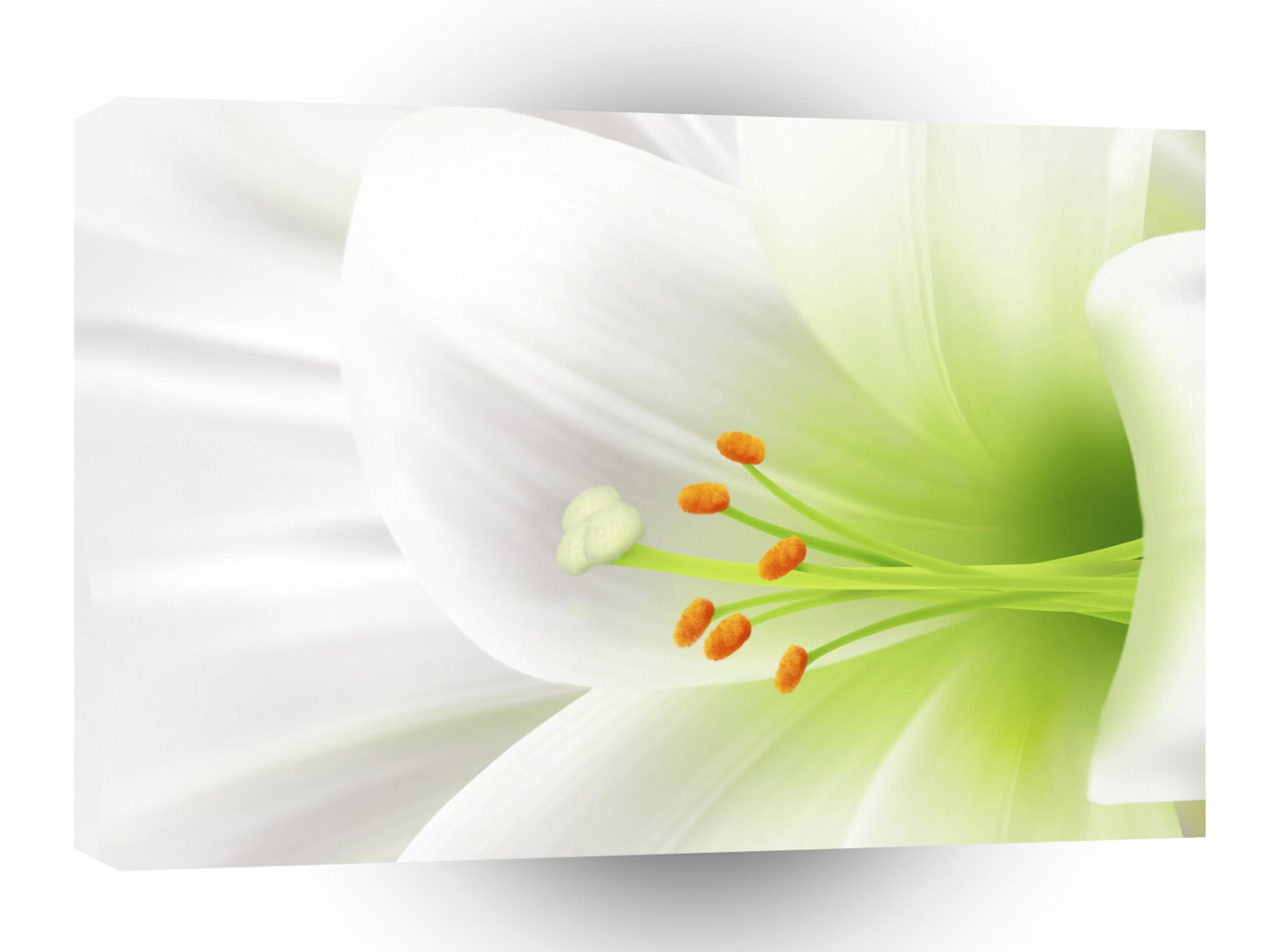 World Easter Lilly Bloom A1 Xlarge Canvas