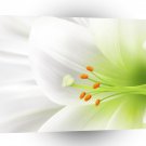 World Easter Lilly Bloom A1 Xlarge Canvas