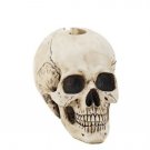 Skull Decor - Resin