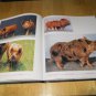 Extraordinary Pigs, Hard Cover