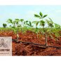 Naturevibe Botanicals Tapioca Flour, 2lbs (Cassava Flour) | Gluten-Free & Non...