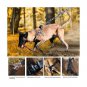 vAv YAKEDA No Pull Dog Harness and Leash Set Step-in Dog Chest Strap with Lea...