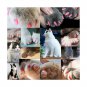 VICTHY 140pcs Cat Nail Caps, Colorful Pet Cat Soft Claws Nail Covers for Cat ...