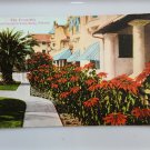 The Poinsetta California's Christmas Flower  Divided Back Postcard Posted 1914