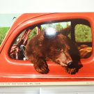 Hot Red Teddy Black Bear in a Car Baniff Nat'l Park AB Canada Chrome 4x6 Hot Red Teddy Black Bear in a Car Baniff Nat'l Park AB Canada Chrome 4x6