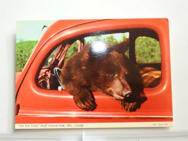Hot Red Teddy Black Bear in a Car Baniff Nat'l Park AB Canada Chrome 4x6