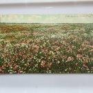 160 Acres of Sweet Peas  Divided Back Postcard  Not Posted
