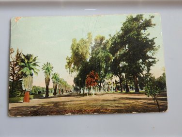 Magnolia Ave 8 Miles Long Riverside CA  Divided Back Postcard Not Posted