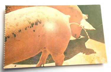 COMIC Pig Peeing 3x5 Chrome Not Posted