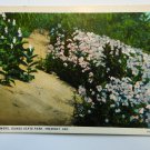 Dune Flowers Dunes State Park Tremont IN White Border Postcard Not Posted Dune Flowers Dunes State Park Tremont IN White Border Postcard Not Posted