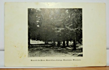 Beneath the Pines Santa Clara College Sinsinawa  WI Divided Back Postcard