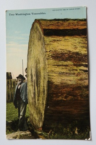 Two Washington Venerables Large Cut Tree with man  Divided Back Postcard