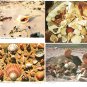 Lot of 21 Florida Shells Sand Dollars Star Fish 4x6 Postcards Not Posted EX-NM
