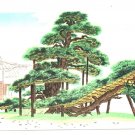 Kinkaku-ji Temple Old Pine Tree Wood Block Print Postcard Not Posted EX Kinkaku-ji Temple Old Pine Tree Wood Block Print Postcard Not Posted EX