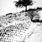 TREE WAY - PHOTO PRINT