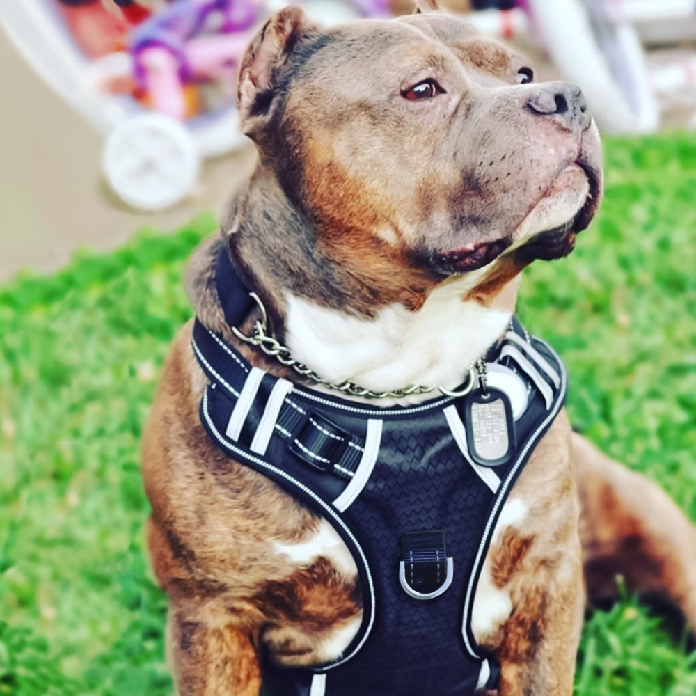 Big Dog Harness No Pull Adjustable Pet Reflective Oxford