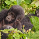 Gorilla tour in Uganda