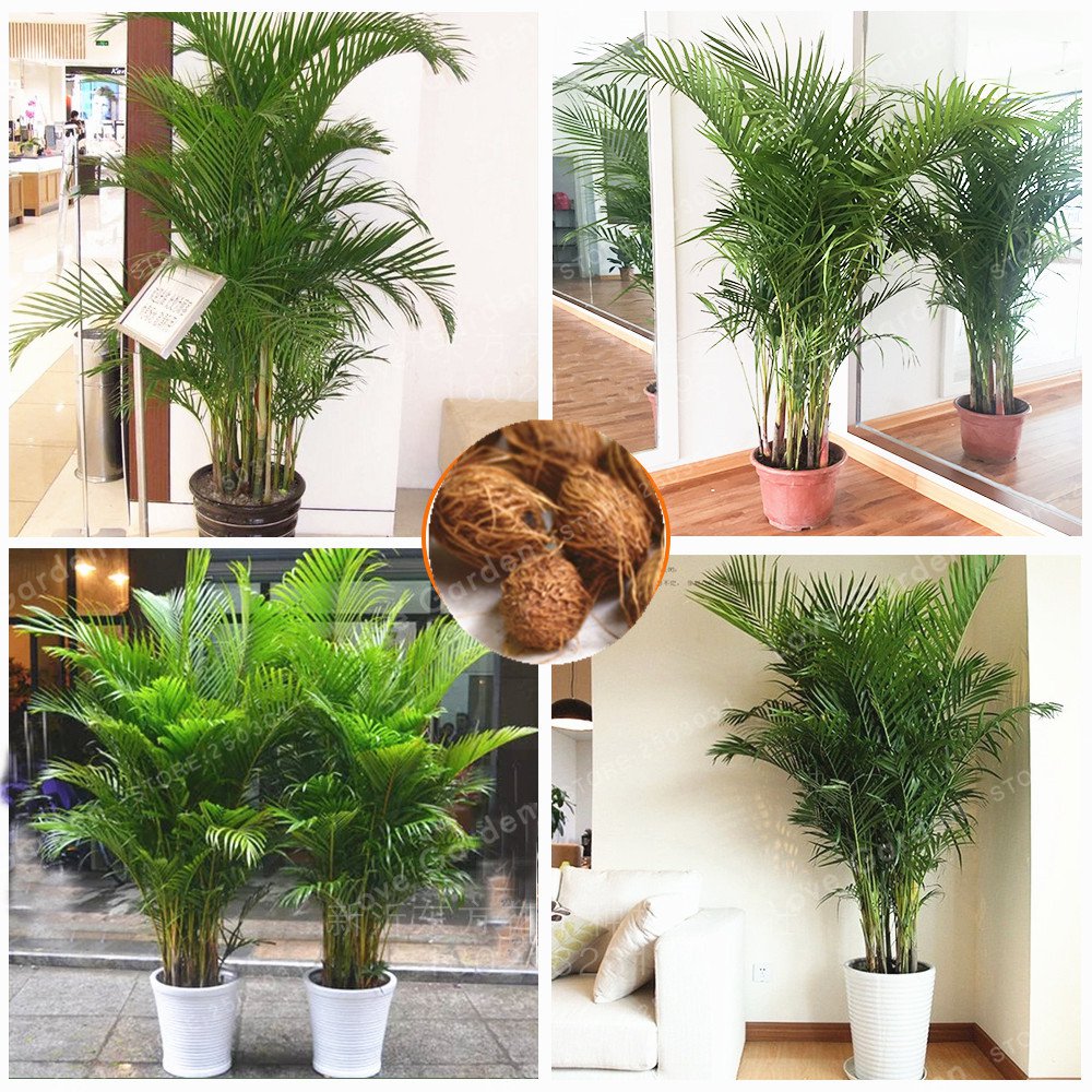 5 Pcs Chrysalidocarpus Lutescens plant Home Decoration Areca Palm plan