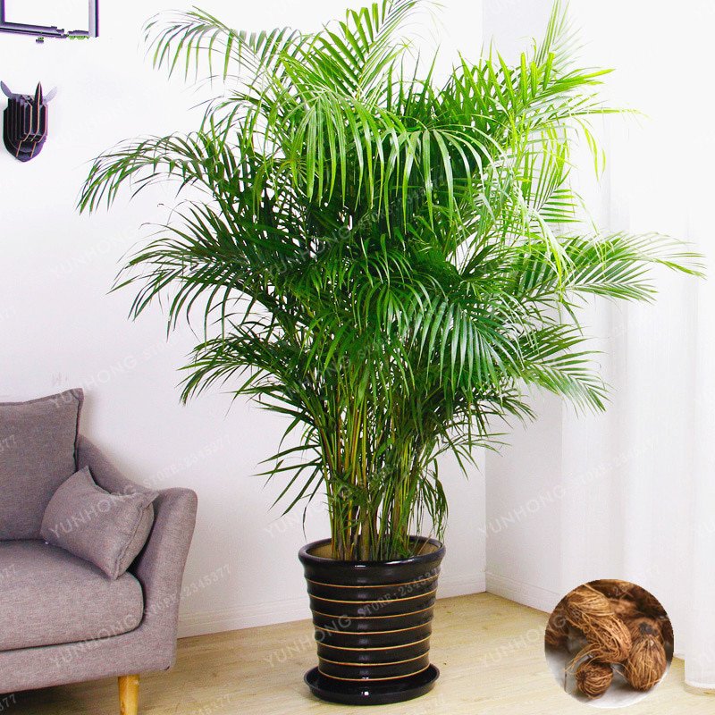 5 Pcs/Bag Chrysalidocarpus Lutescens Bonsai DIY Home Garden Plants Ind