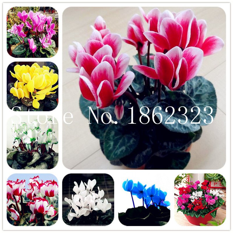 100 Pcs Cyclamen Flower bonsai, Indoor Potted Plants, Perennial Flower