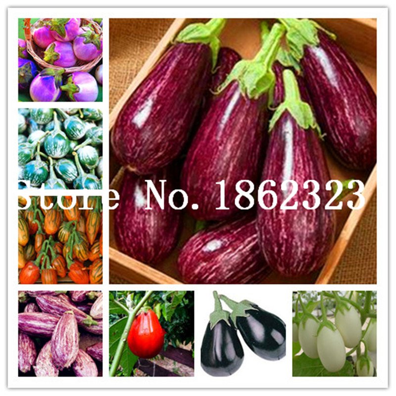 100 pcs Rare eggplant bonsai, flower potted plant, garden fruit trees,