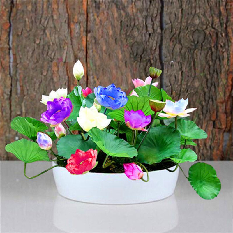 Heirloom 100% Real 5 Pcs Bowl Lotus Water Lily Aquatic Plants Home Gar