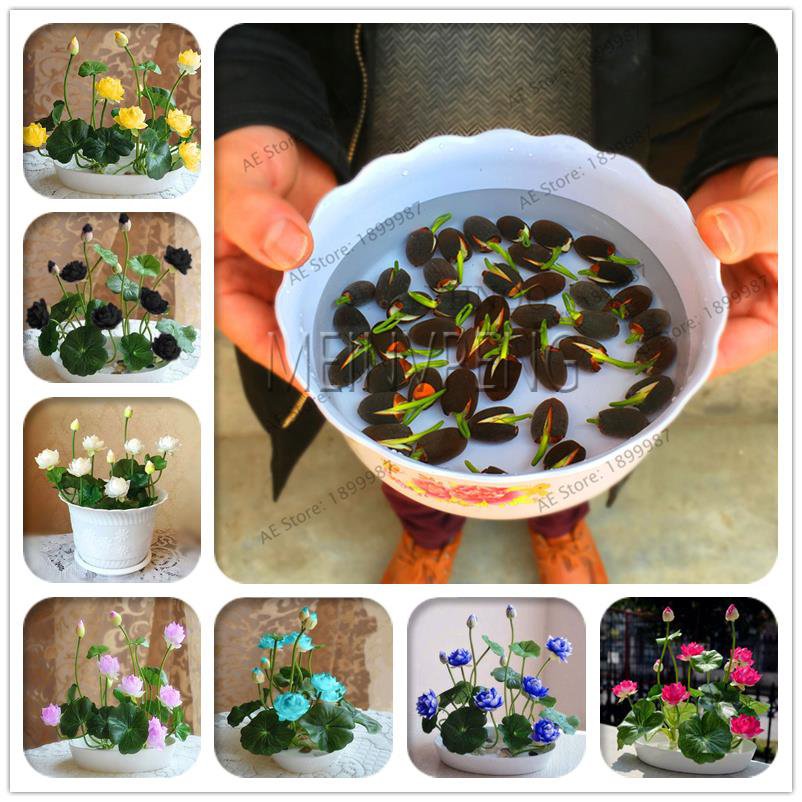 5 Pcs/Bag Lotus Flower, Mini Lotus Bonsai Aquatic Plants Bowl Lotus Wa