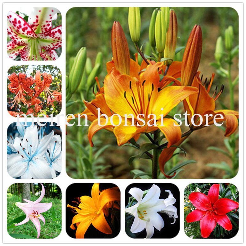 100 Pcs Specials Blue Heart Lily Plant Potted Bonsai Plant Lily Flower