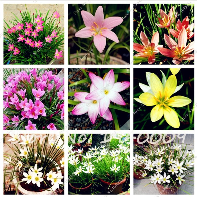 100 pcs Zephyranthes Candida Bonsai lily flower flores indoor bonsai p