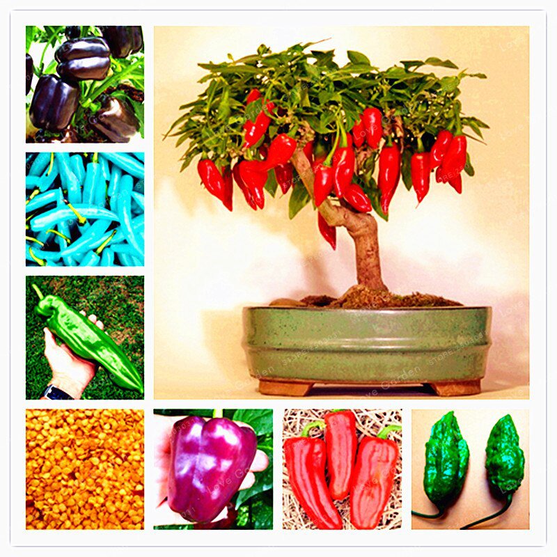100 Pcs Chilli Bonsai Vegetable Diy Potted Plants Indoor Outdoor Papri
