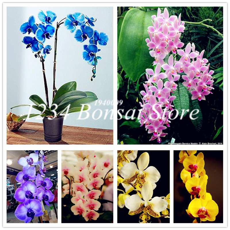 100 Pcs Phalaenopsis bonsai, Phalaenopsis Orchid Pot Bonsai Flower pla