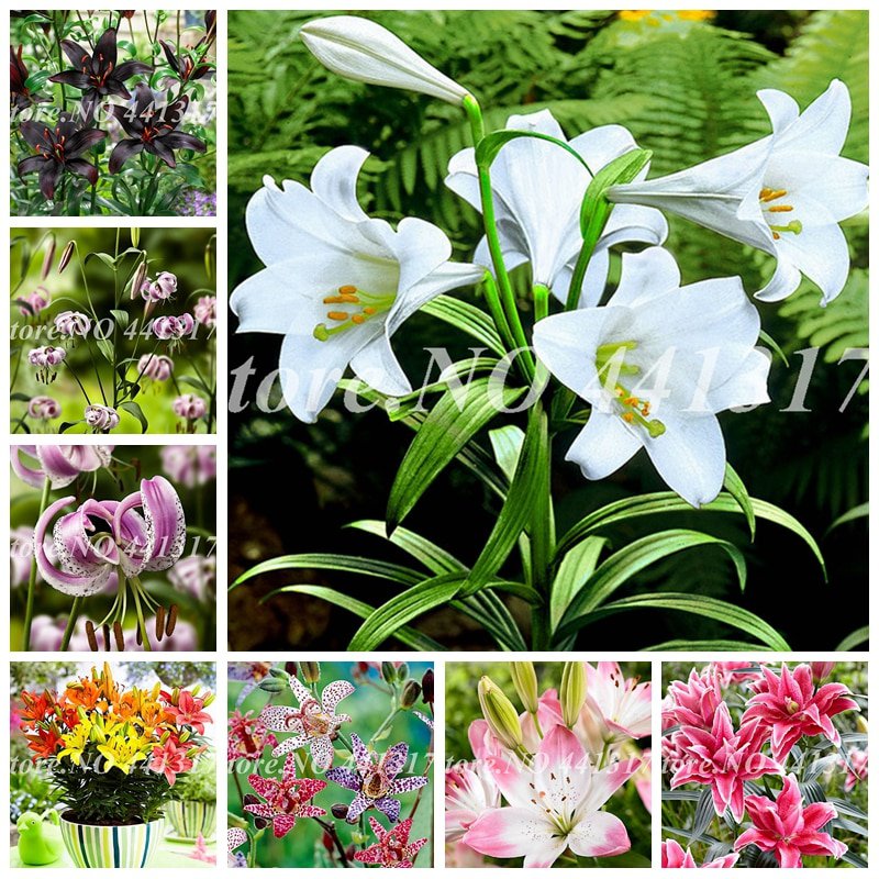 100 Pcs Specials Pink Heart Lily Plant Potted Bonsai Plant Lily Flower