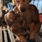 VINTAGE NAPCO MONKEY FIGURE W/BABY BARBARY APE C5669 MADE IN JAPAN