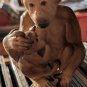 VINTAGE NAPCO MONKEY FIGURE W/BABY BARBARY APE C5669 MADE IN JAPAN