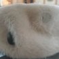 Vintage Empress Fur Cream Color Ladies Hat