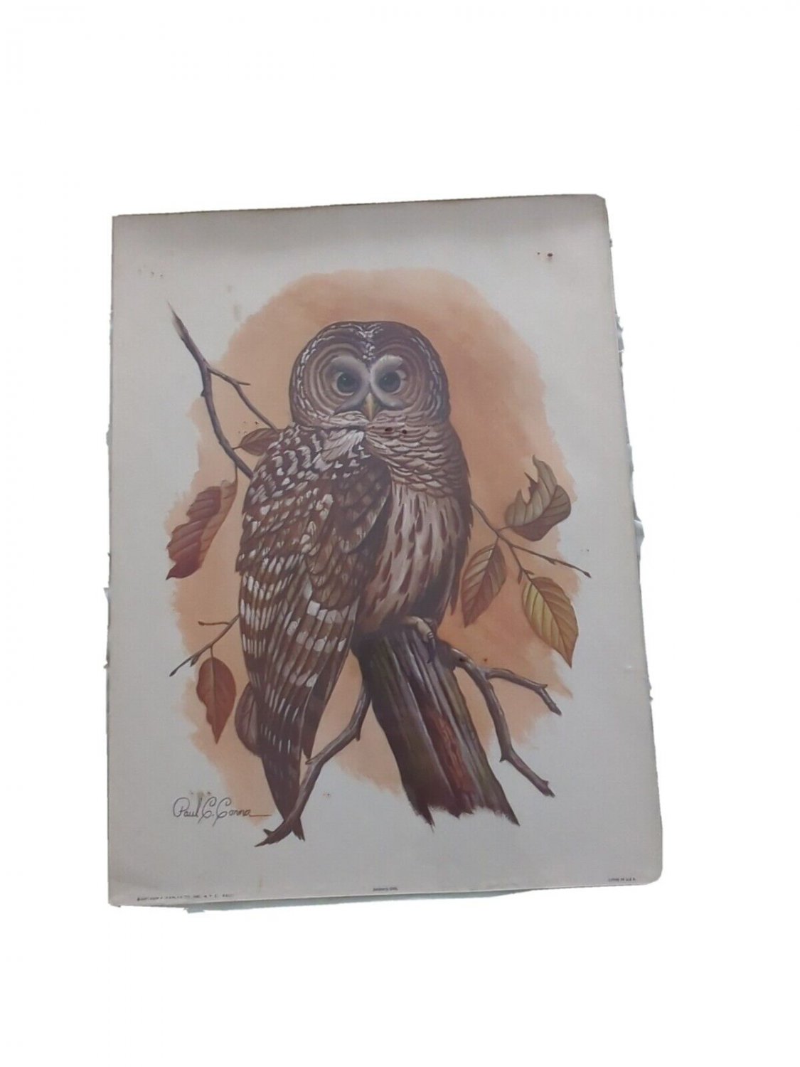 Vintage Great Horned Owl Art Print by Paul C. Connor, Arthur Kaplan Co. NY