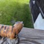 Vintage Resin Orange Siberian Pouncing Tiger Figurine on Rock Made In USA