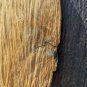 Slender Elongated Primitive Bearded Real Wood Carved Man Mask Wall Hanging 2 Ft