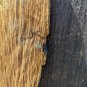 Slender Elongated Primitive Bearded Real Wood Carved Man Mask Wall Hanging 2 Ft