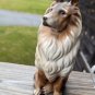 Vintage Lassie Collie Dog Ceramic Figurine Collectible Japan