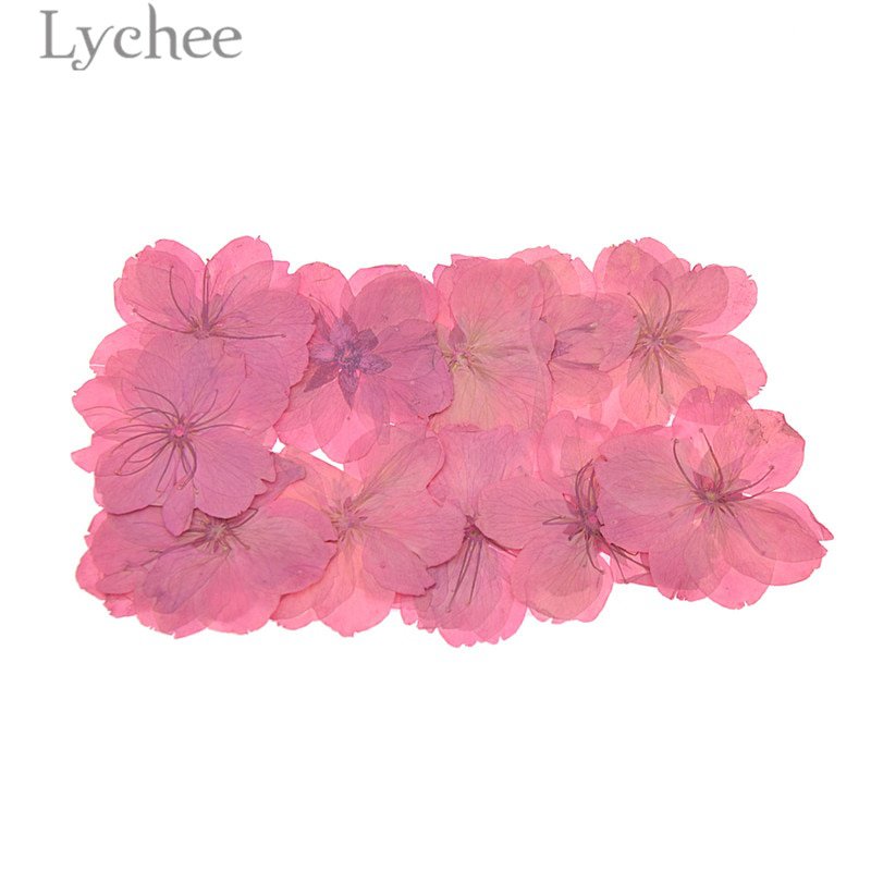 Lychee Pressed Dried Sakura Flower Natural Cherry Blossom Home Decoration D