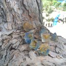 Feywild Dice (Yellow/Blue)