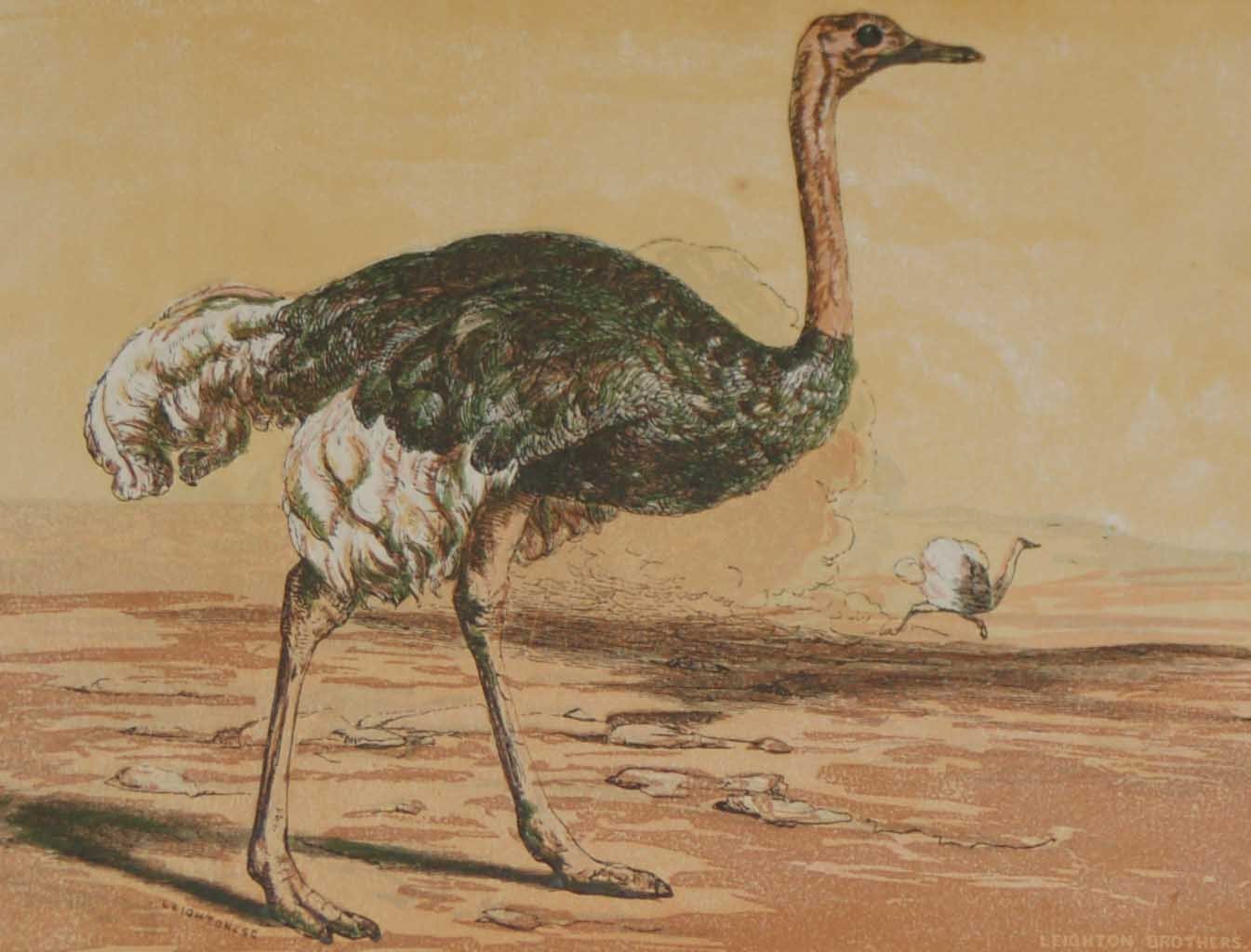 1856 Antique Print Hand Colored The Ostrich