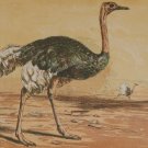 1856 Antique Print Hand Colored The Ostrich