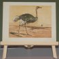 1856 Antique Print Hand Colored The Ostrich