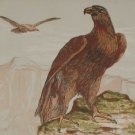 1856 Antique Print Hand Coloured The Golden Eagle