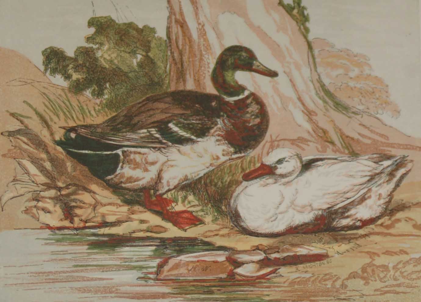 1856 Antique Print Hand Colored The Duck