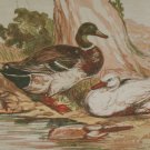 1856 Antique Print Hand Colored The Duck